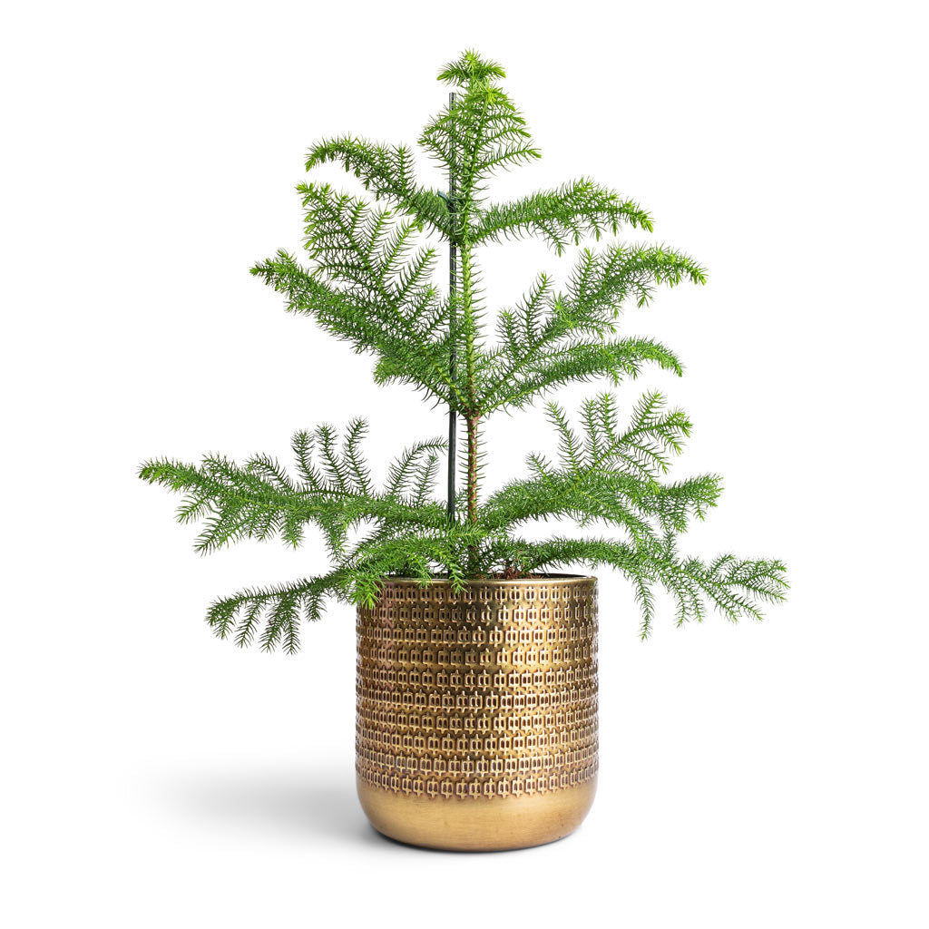 Araucaria heterophylla - Norfolk Island Pine & Solis Embossed Plant Pot - Gold