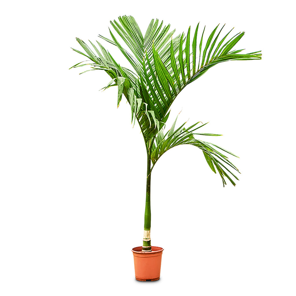 Areca catechu Betel Nut Palm - 27x160cm