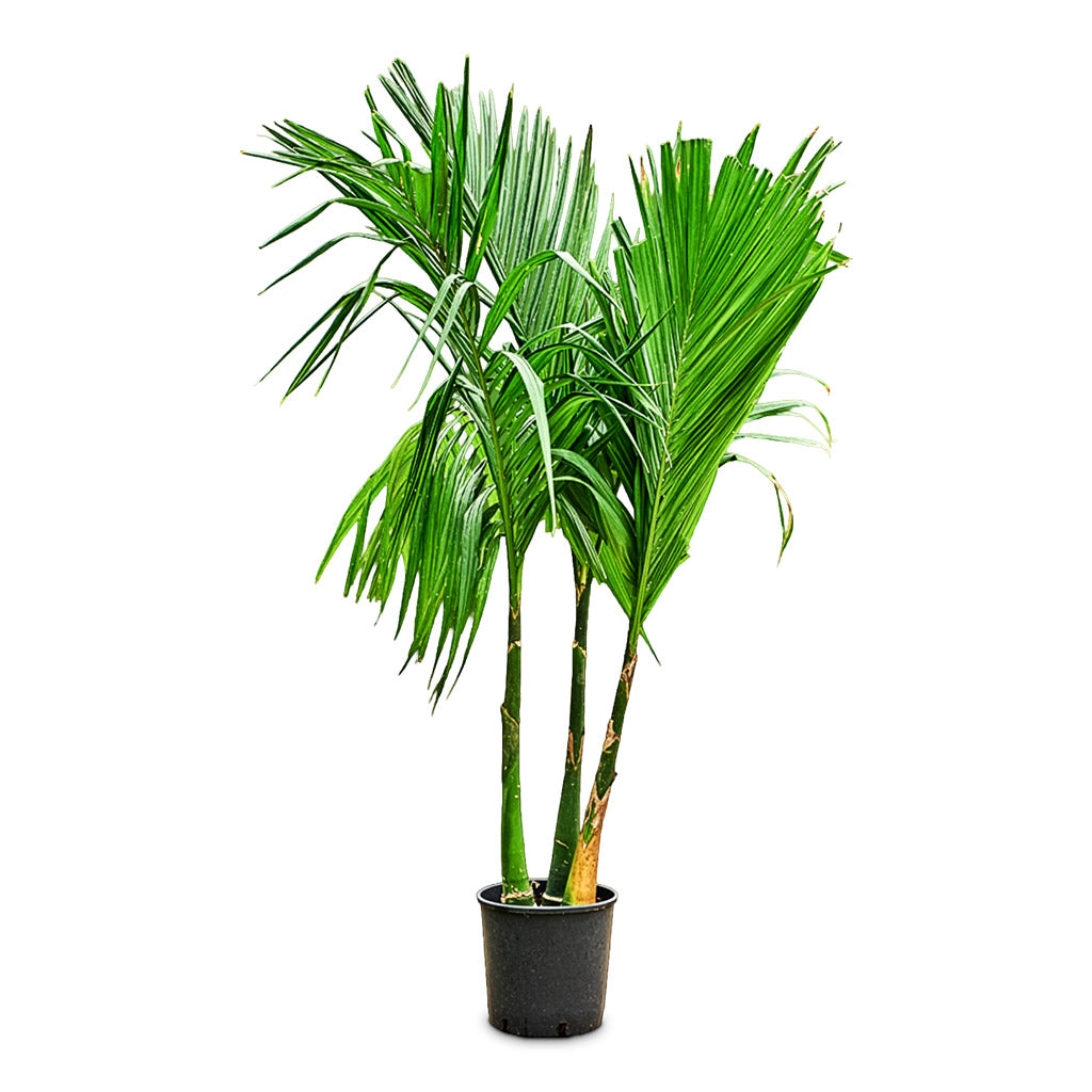 Areca catechu Betel Nut Palm - 30x220cm