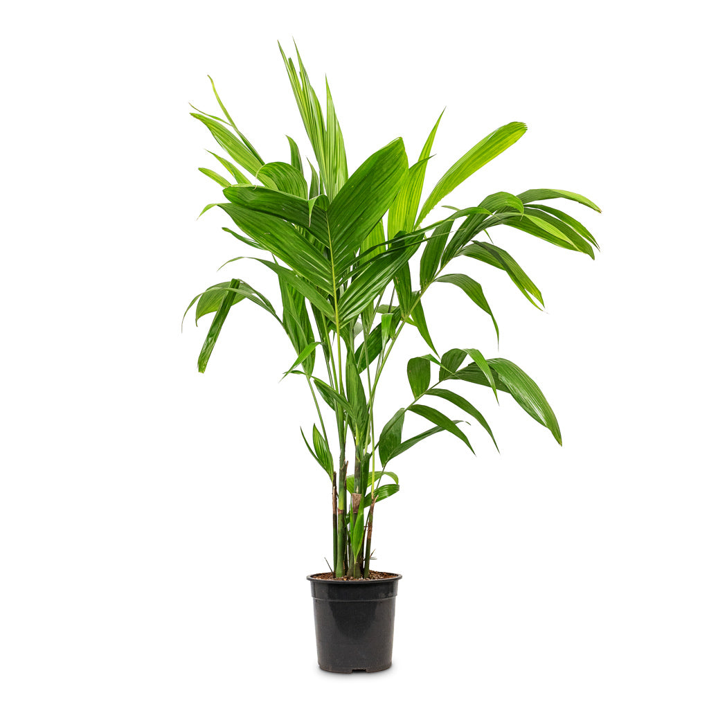 Areca triandra Wild Areca 21x150cm