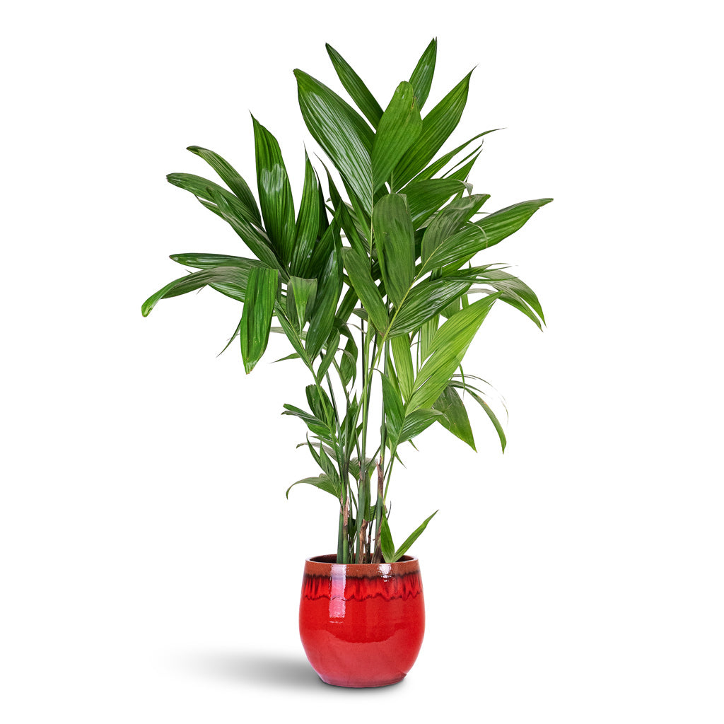Areca triandra Wild Areca 21x150cm House Plant In Charlotte Pot Red 33x30cm