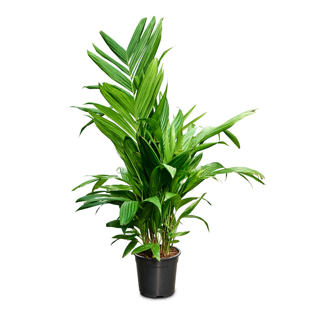 Areca triandra Wild Areca 21x150cm