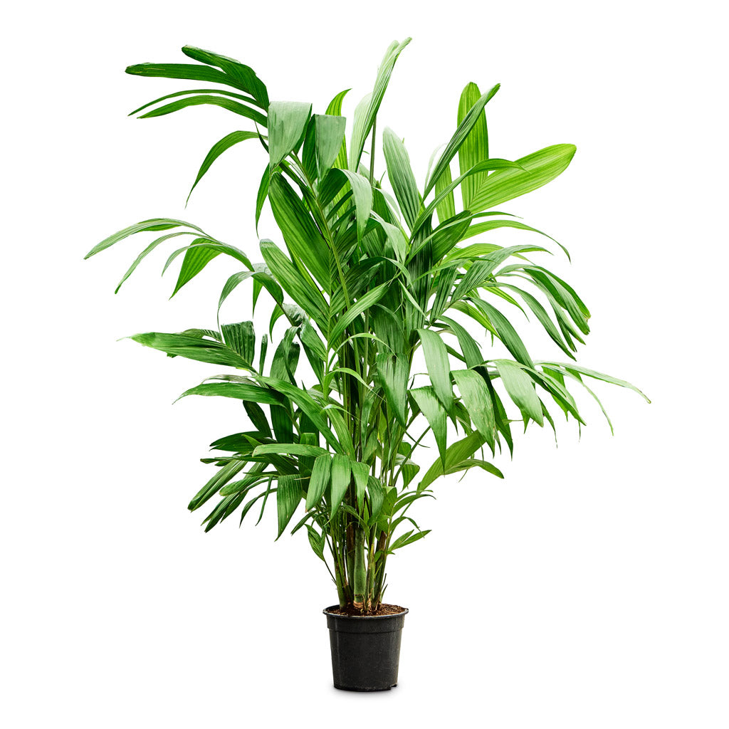 Areca triandra Wild Areca 24x150cm house plant