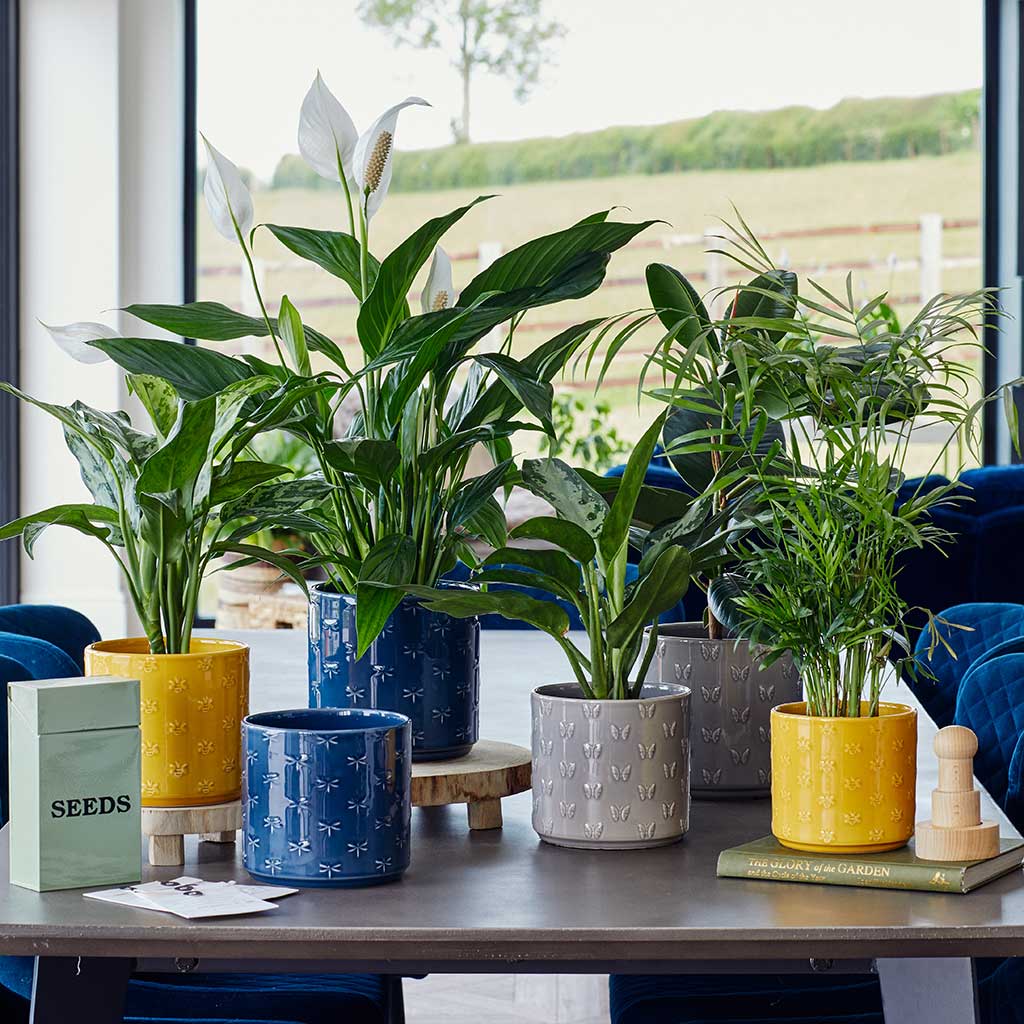 Arley Plant Pot - Yellow Bee & Arley Collection