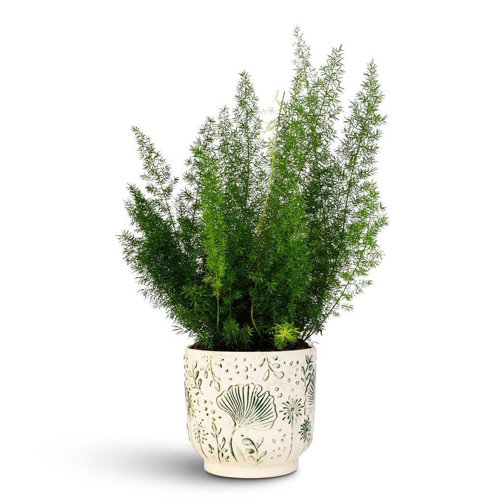 Asparagus Myersii Foxtail Fern 17x60cm Emilia Pot Green 19x18cm