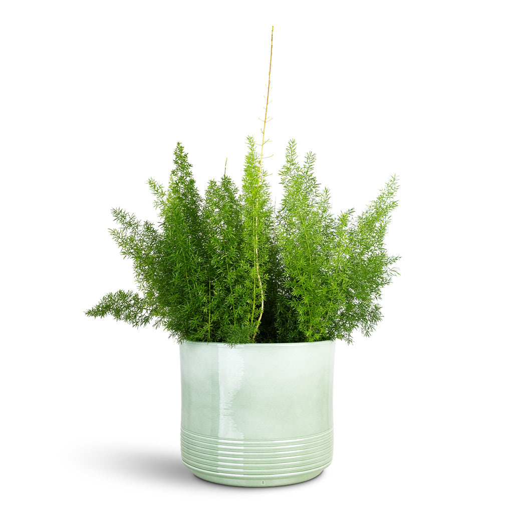 Asparagus Myersii Foxtail Fern 17x60cm House Plant In Munich Pot Green Gloss 23x19cm