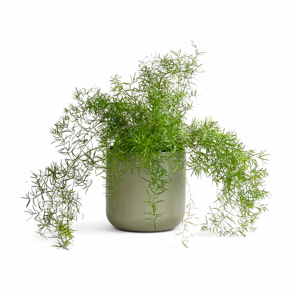 Asparagus densiflorus Sprengeri - Emerald Feather Fern & Lisbon Plant Pot - Sage