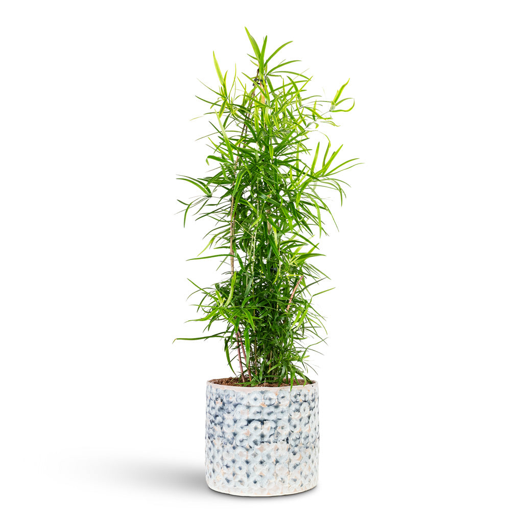 Asparagus falcatus Sicklethorn 19x80cm House Plant In Terni Pot Denim 20x18cm