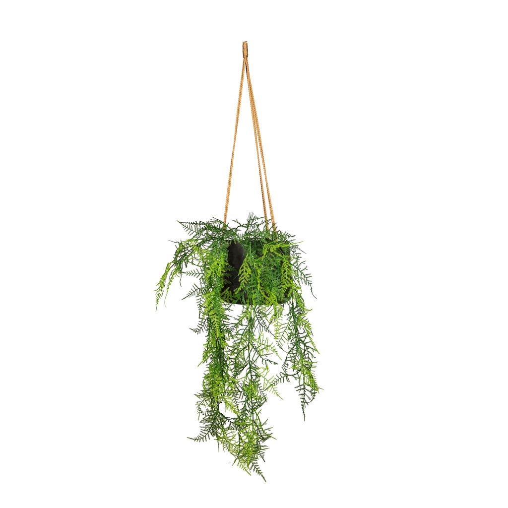 Asparagus plumosos Lace Fern Hanging Bush Artificial (6 stems) Patt Hanging Pot Black Washed