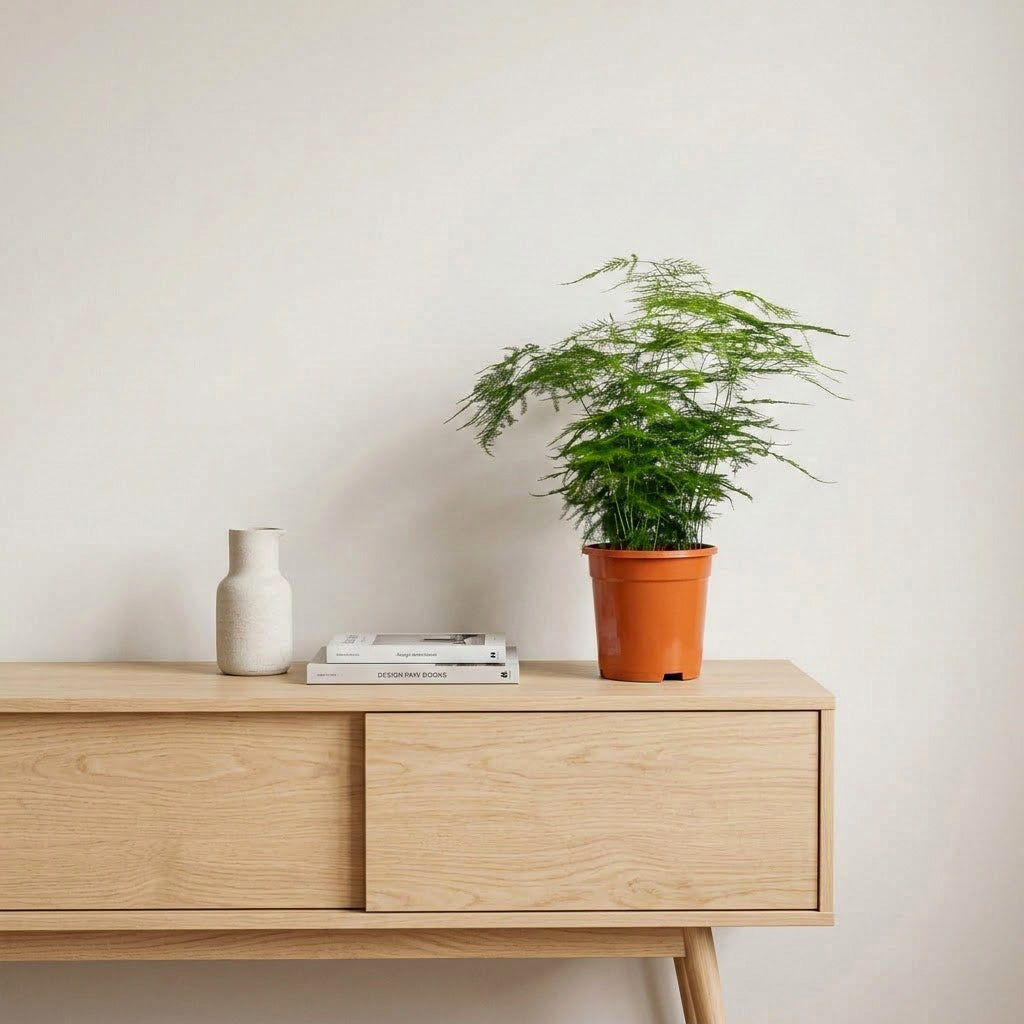 Asparagus setaceus - Lace Fern - 17 x 45cm