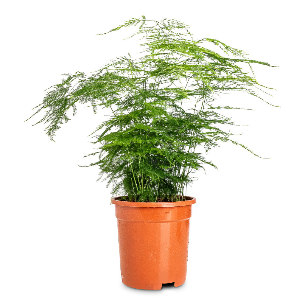 Asparagus setaceus Lace Fern - 17x45cm