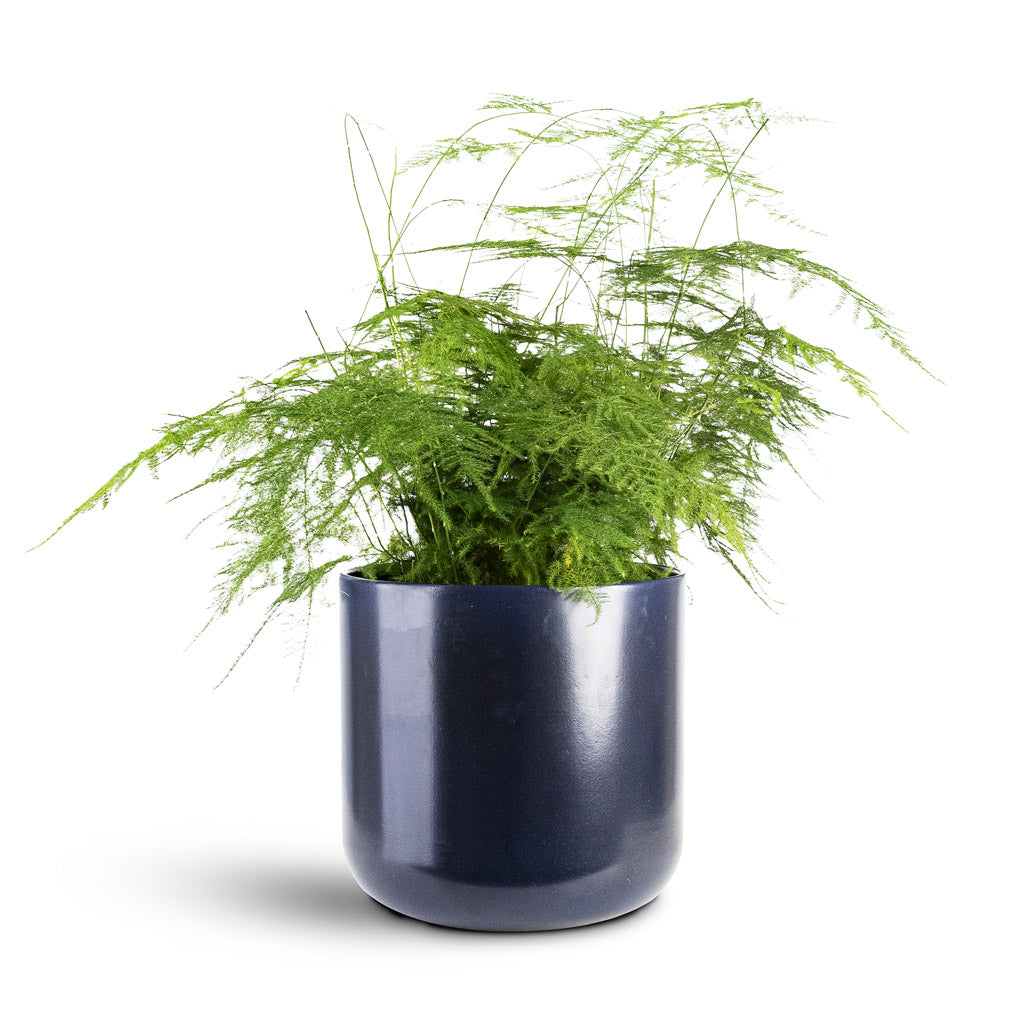 Asparagus setaceus Lace Fern 21x50cm House Plant In Lisbon Pot French Navy 24x24cm