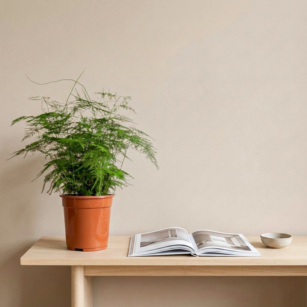 Asparagus setaceus - Lace Fern - 21 x 50cm