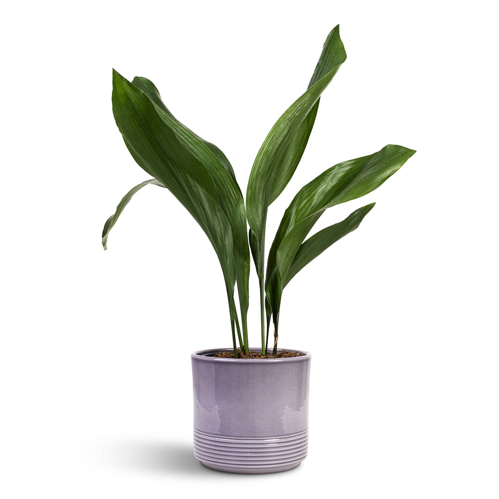 Aspidistra 13x50cm House Plant In Munich Pot Grey Gloss 14.5x12cm