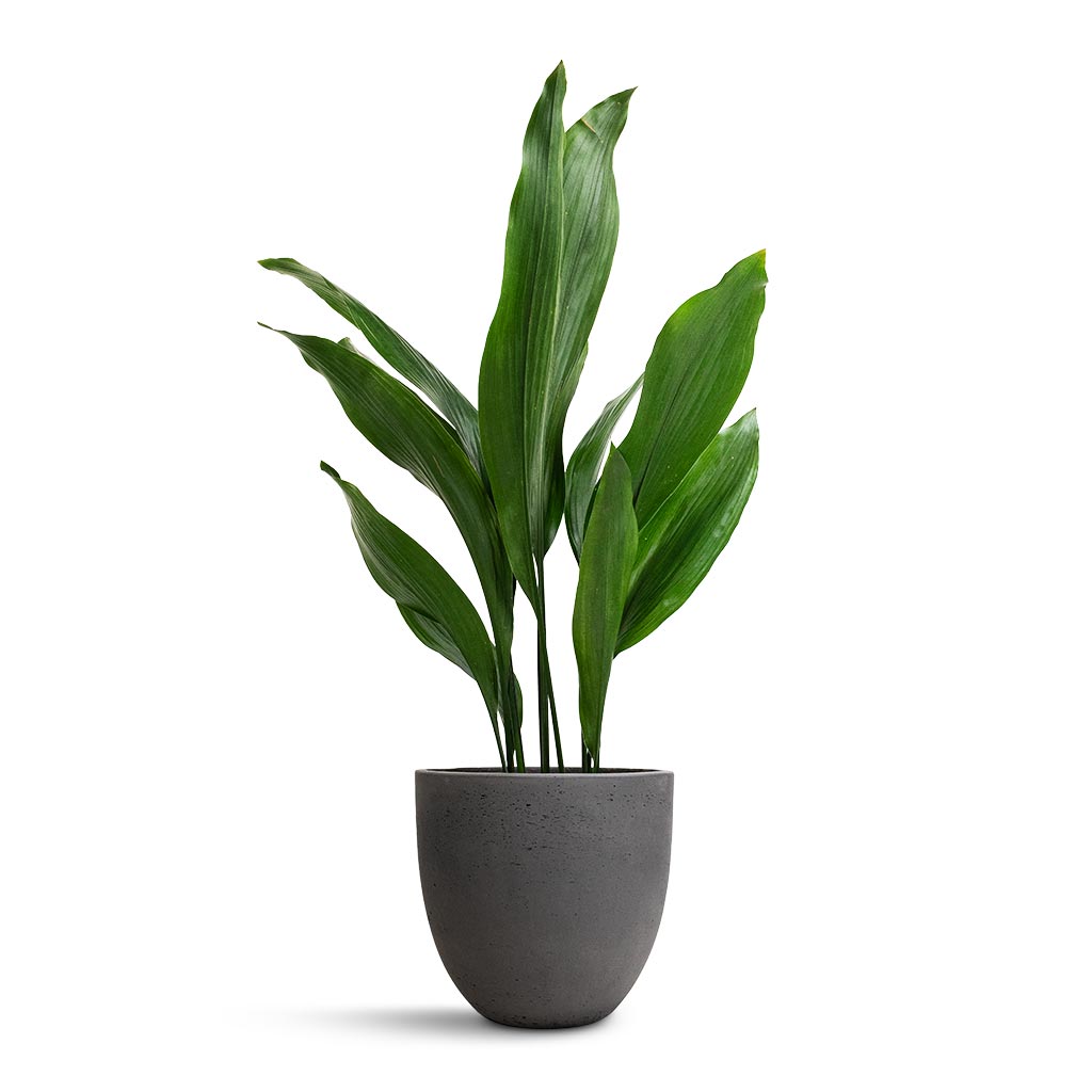 Aspidistra - Cast Iron Plant & Mini Jesslyn Plant Pot - Black Washed