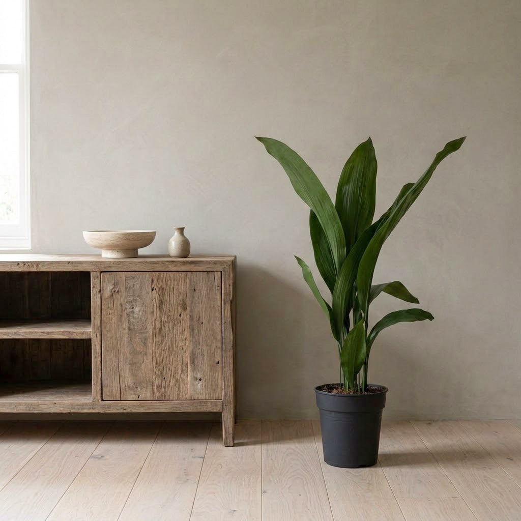 Aspidistra - 19 x 80cm