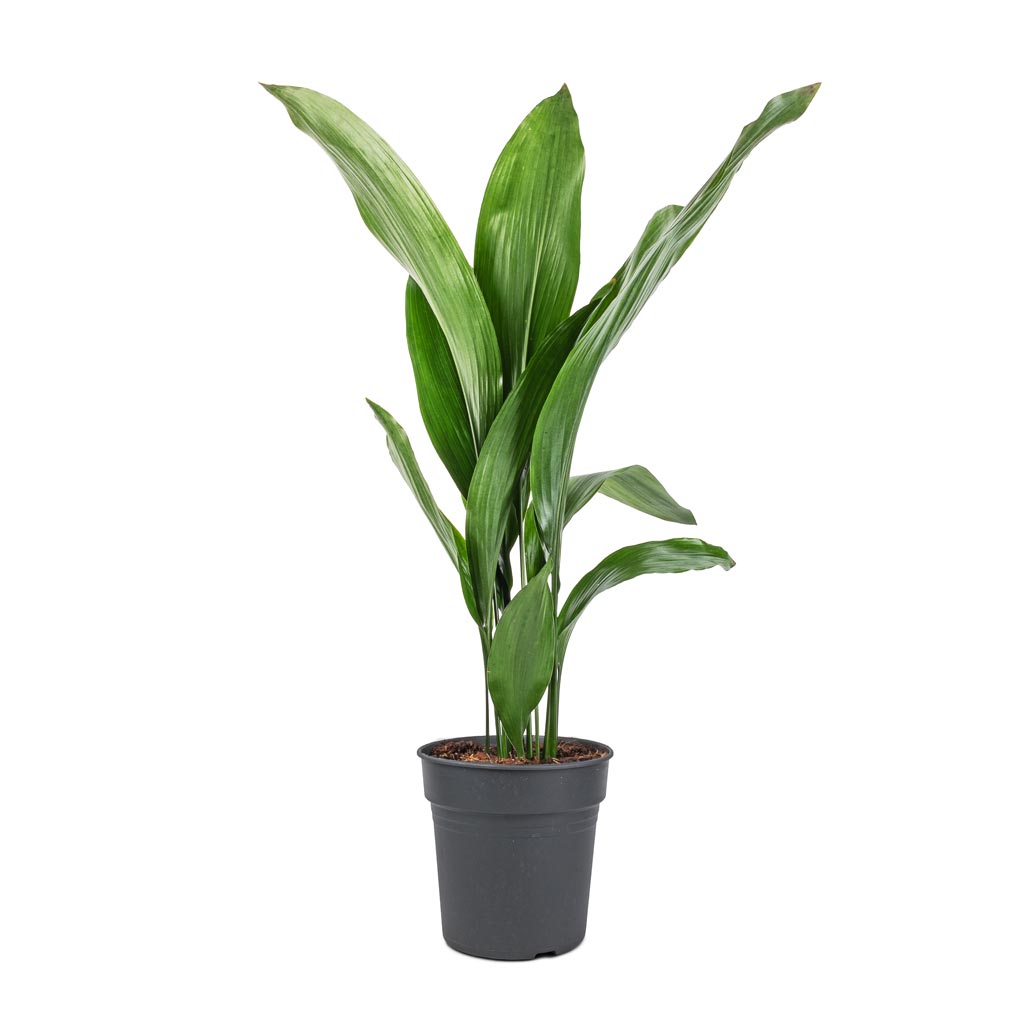 Aspidistra - Cast Iron Plant - 19 x 80cm