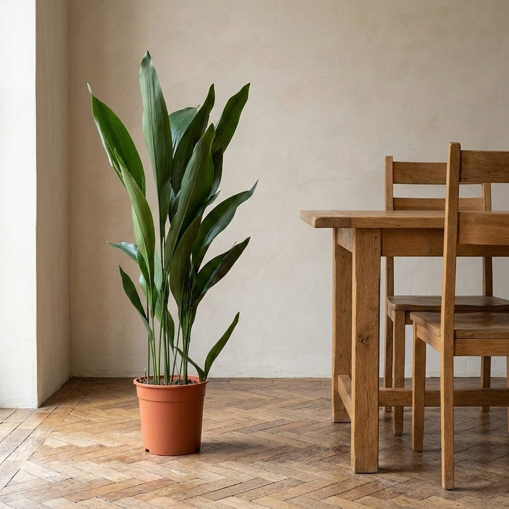 Aspidistra - 24 x 110cm