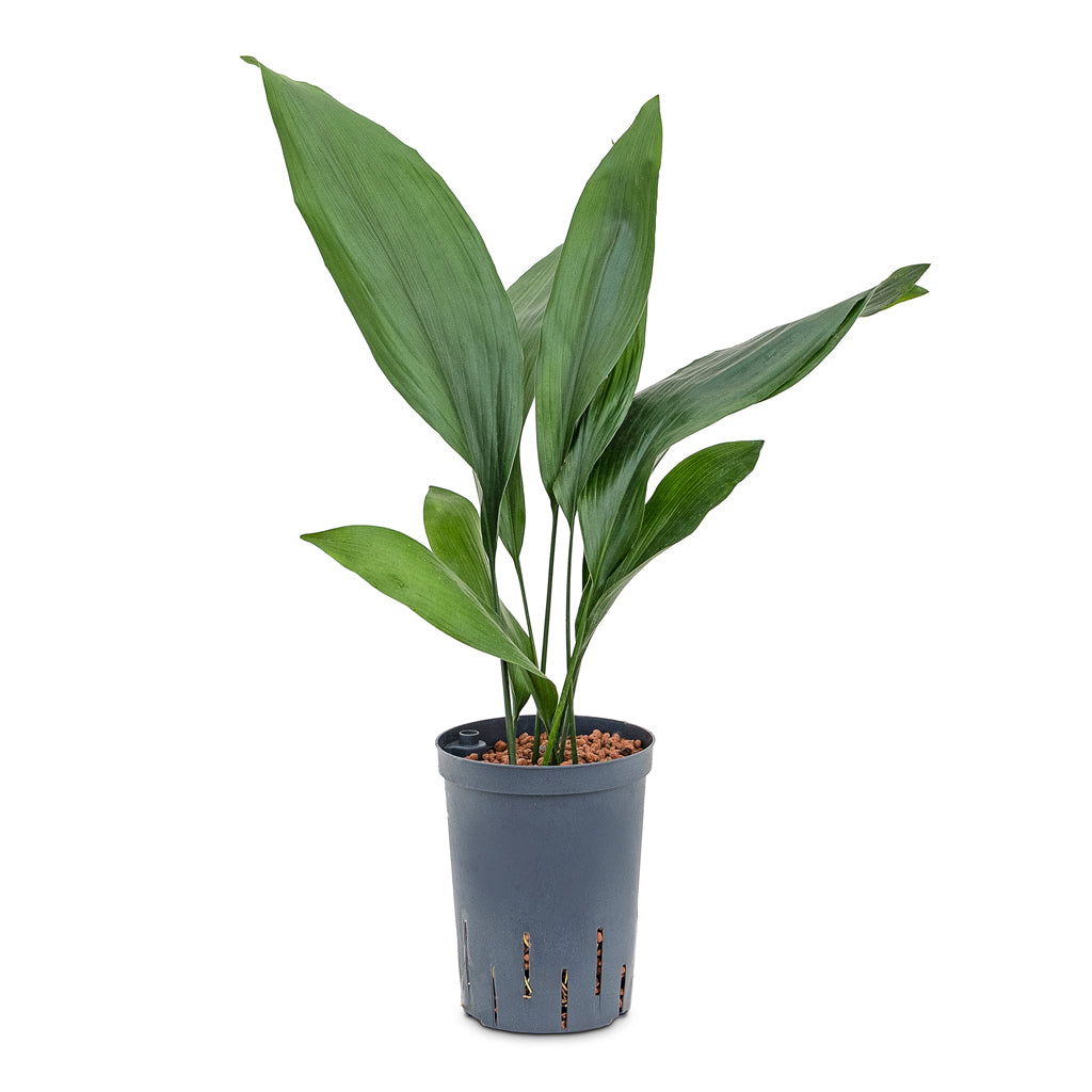 Aspidistra - Cast Iron Plant - HydroCare - 15/19 x 60cm
