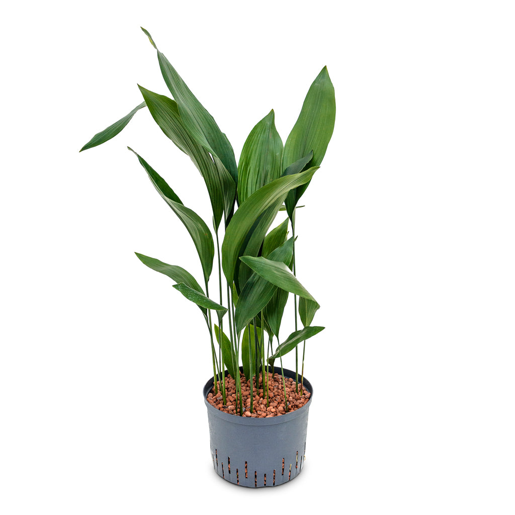 Aspidistra - Cast Iron Plant - HydroCare - 25/19 x 110cm
