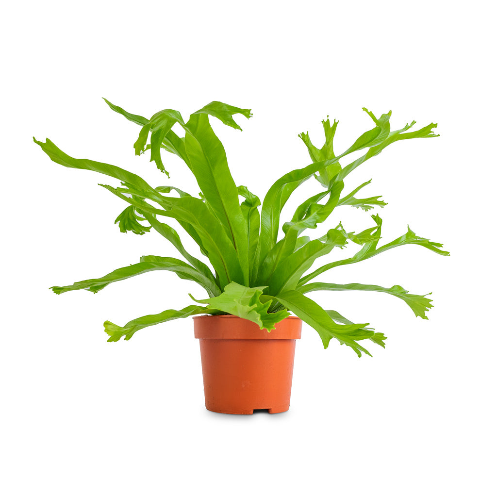 Asplenium Crissie Amy - Bird's Nest Fern