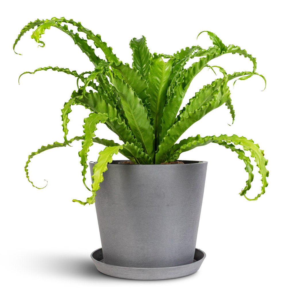 Amsterdam Bucket Planter - Grey