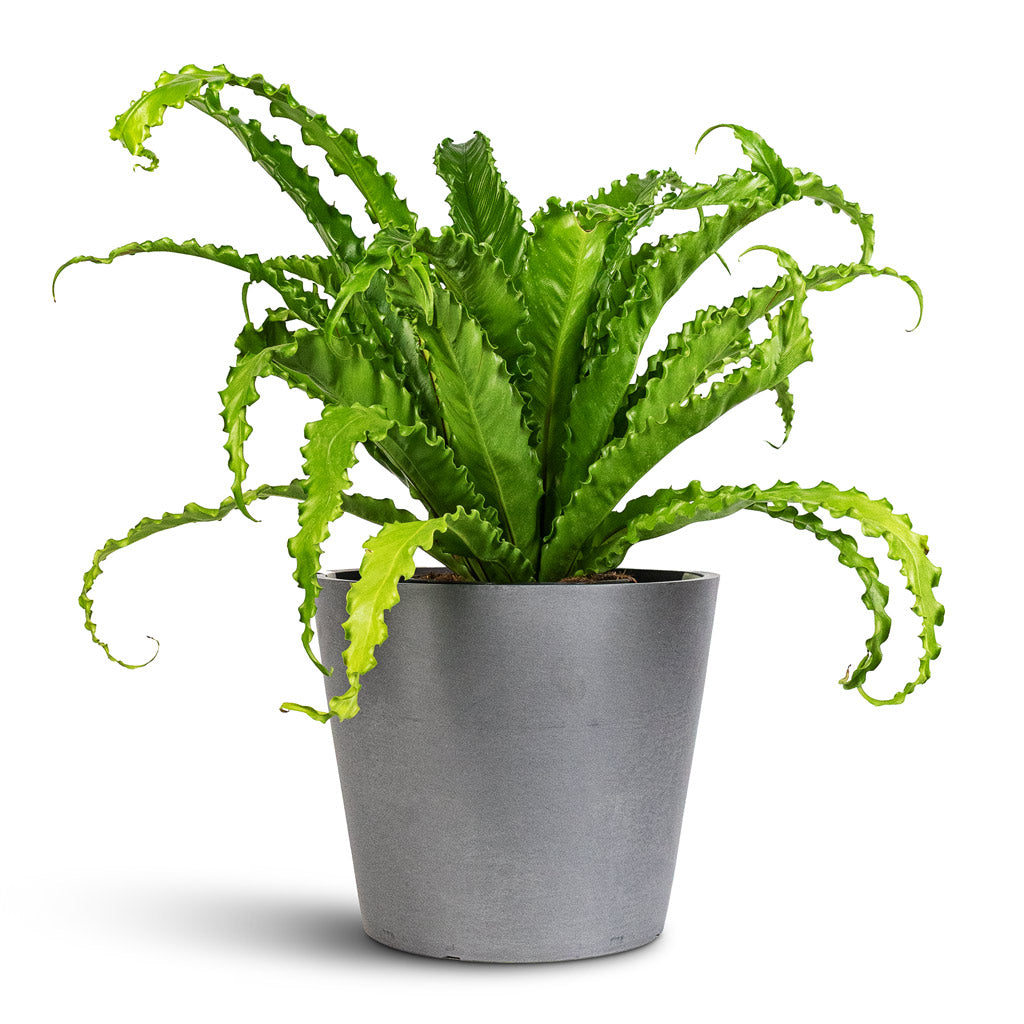 Asplenium Osaka 17x50cm Amsterdam Bucket Planter Grey 30x26cm