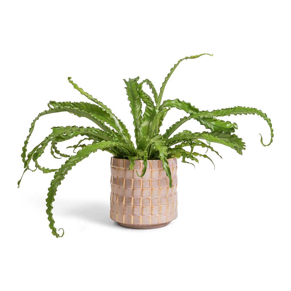 Asplenium Osaka - Japanese Bird's Nest Fern & Stian Plant Pot - Soft Nougat