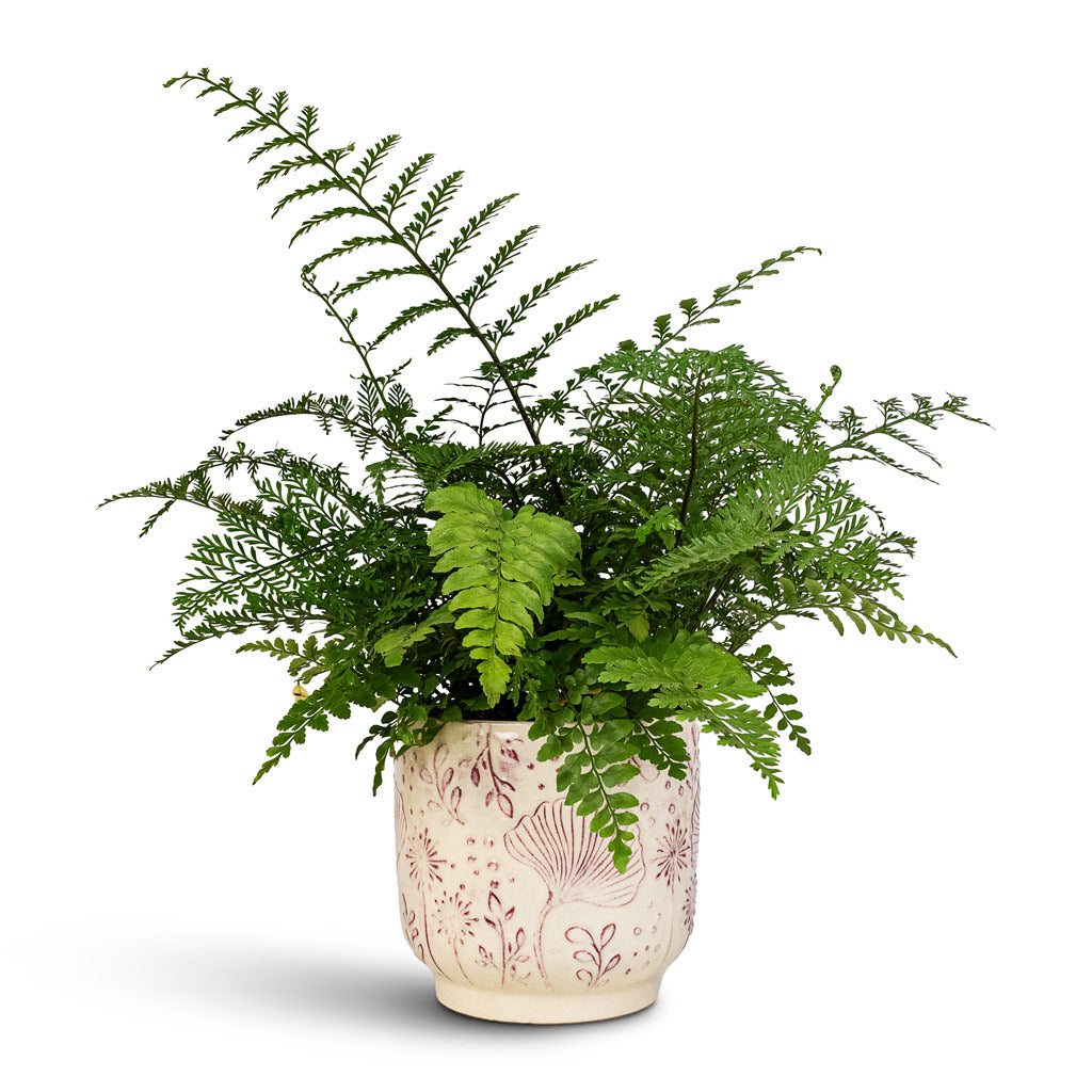 Asplenium Parvati 17x40cm Emilia Pot Pink 19x18cm