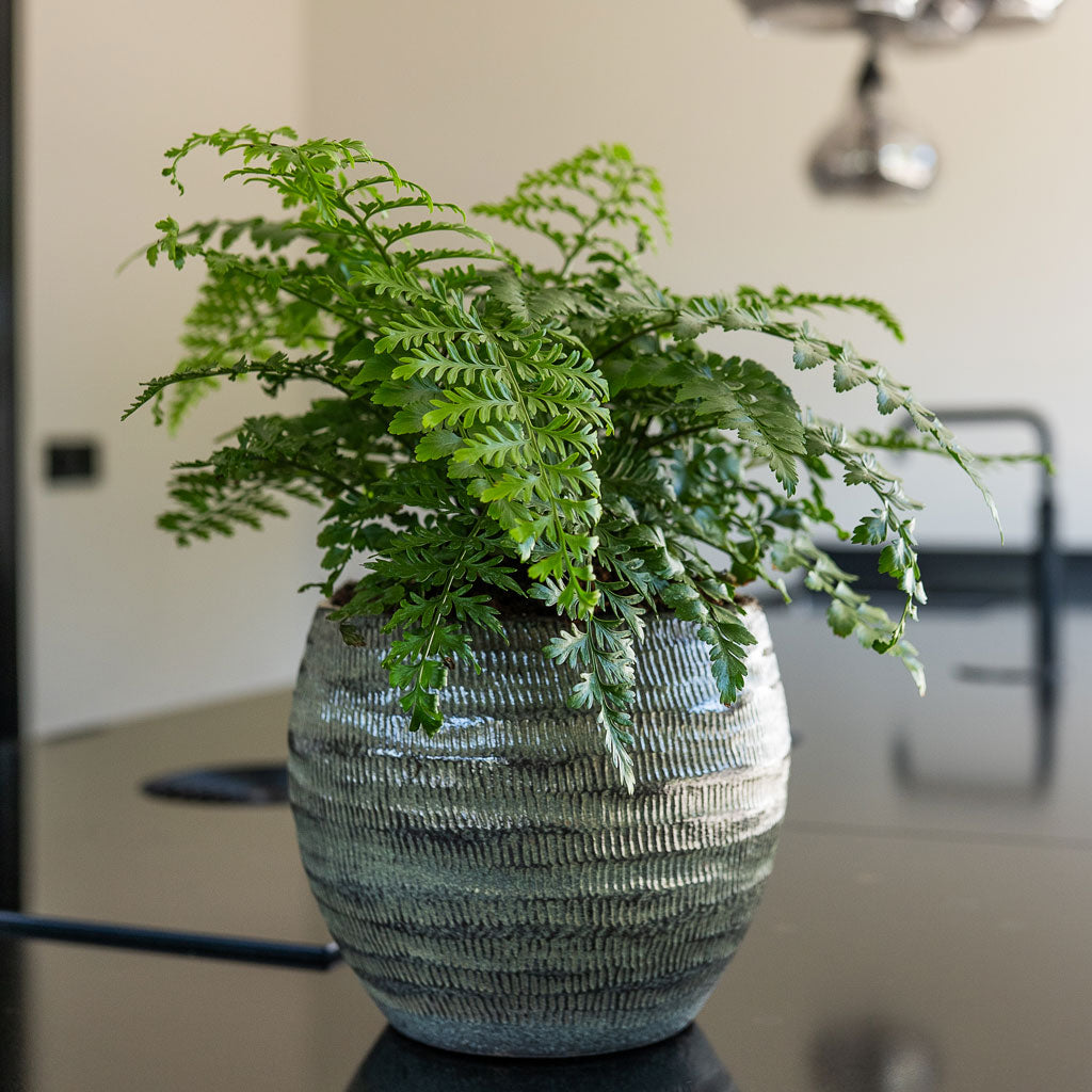 Asplenium Parvati In Manuel Pot Shiny Thyme