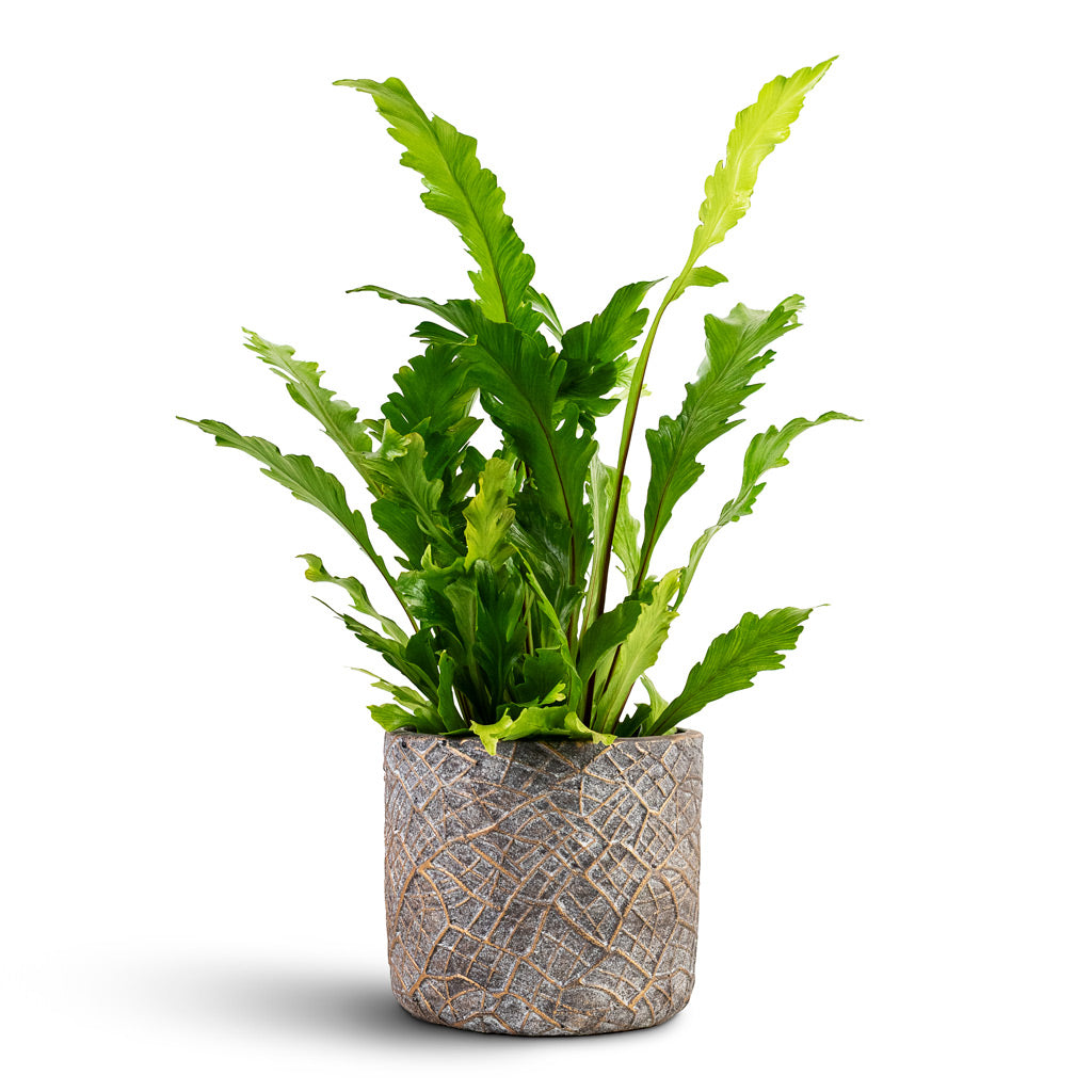 Asplenium nidus Campio - 12x30cm In Denzel Pot Shiny Concrete - 14x13cm