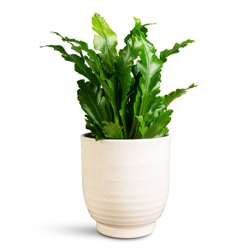 Asplenium nidus Campio In Sofia Pot Vanilla