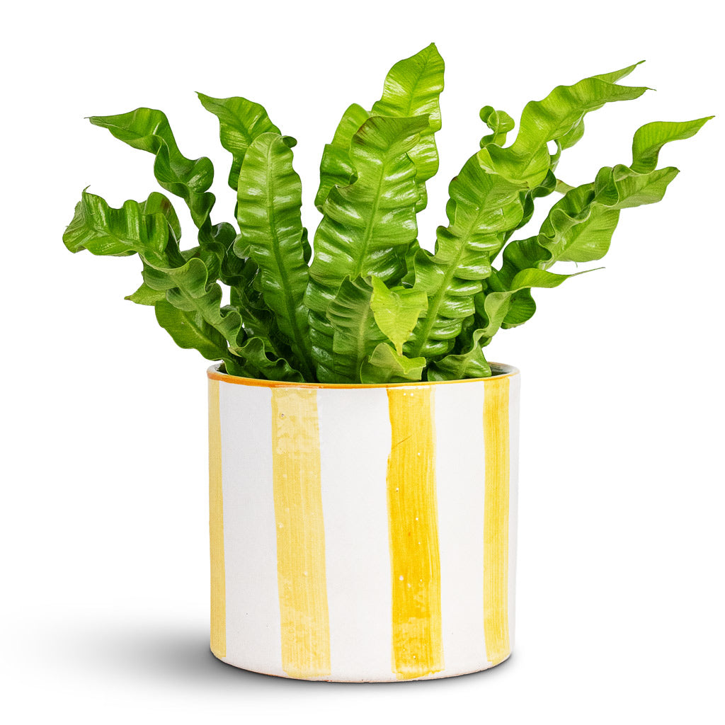 Asplenium nidus Crispy Wave 12x30cm House Plant In Paros Painted Pot Yellow Stripe 15x14cm