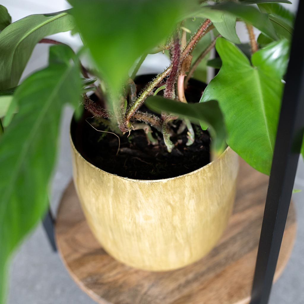 Babet Plant Pot - Camel & Philodendron