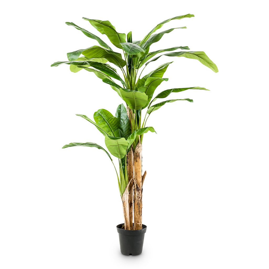 Banana Tree Artificial - 210cm - (3 stems)