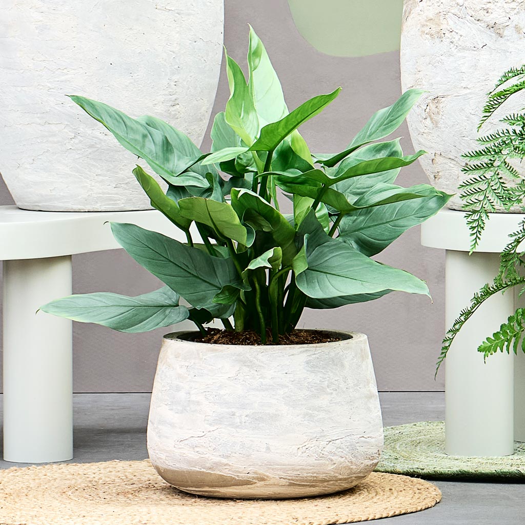 Baq Algar Darcy White