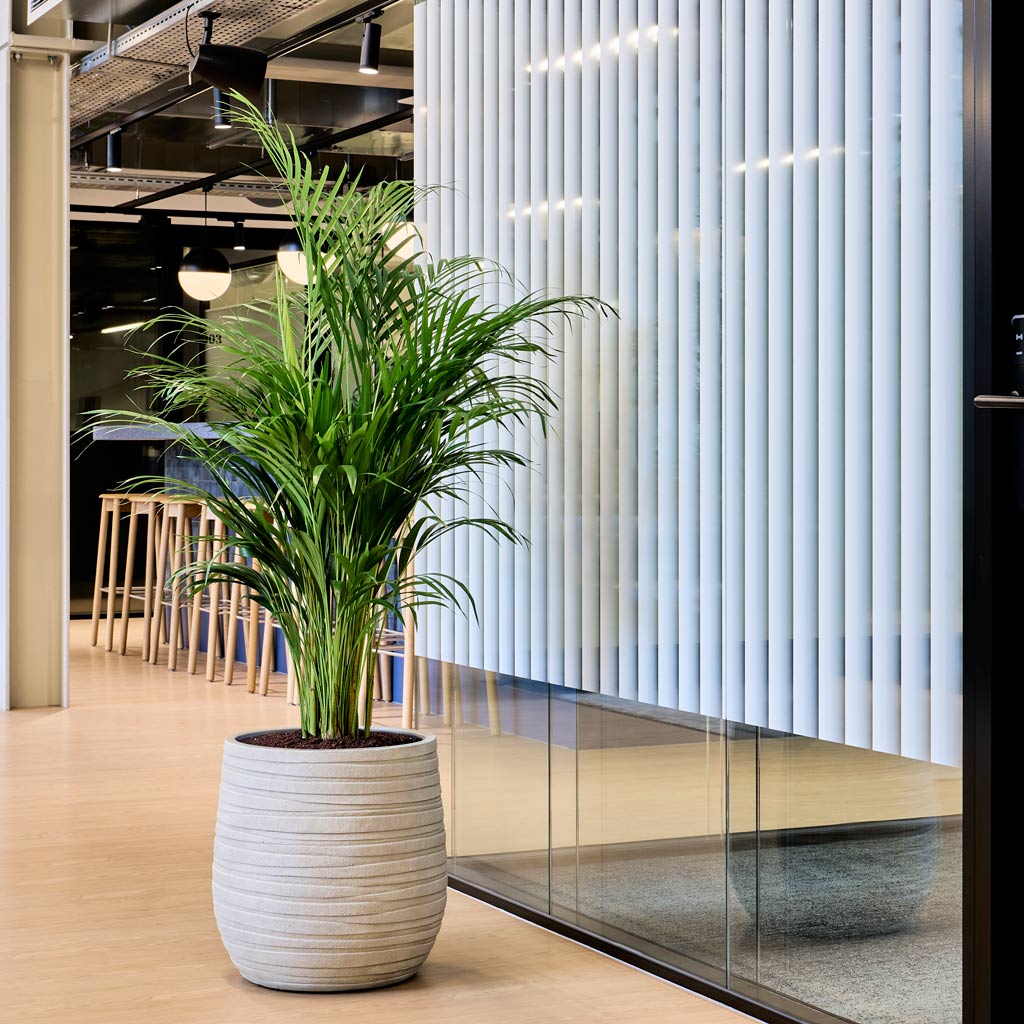 Areca Palm In Baq Tornado Darcy Beige