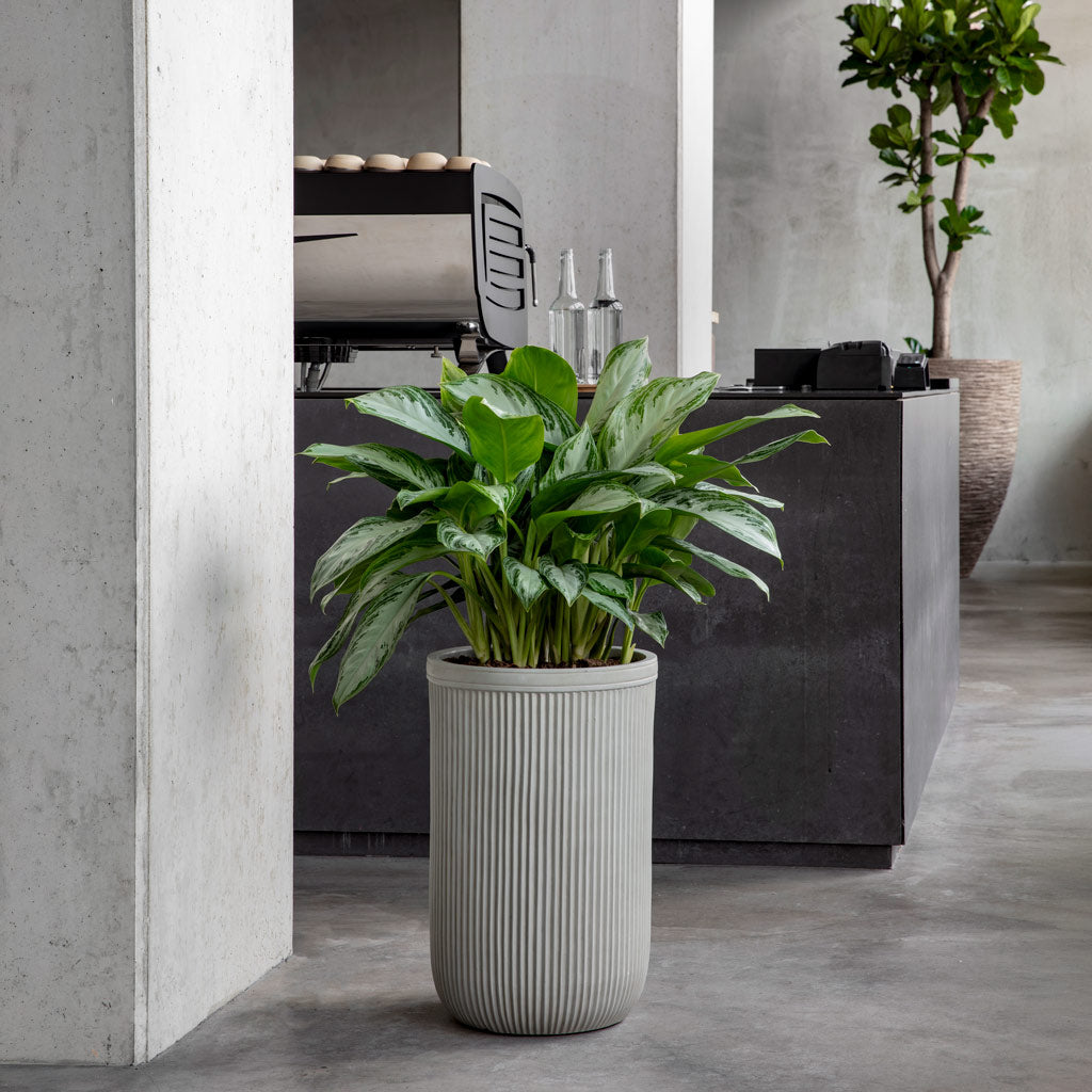 Aglaonema Diamond Bay In Baq Vertical Rib Cylinder Beige