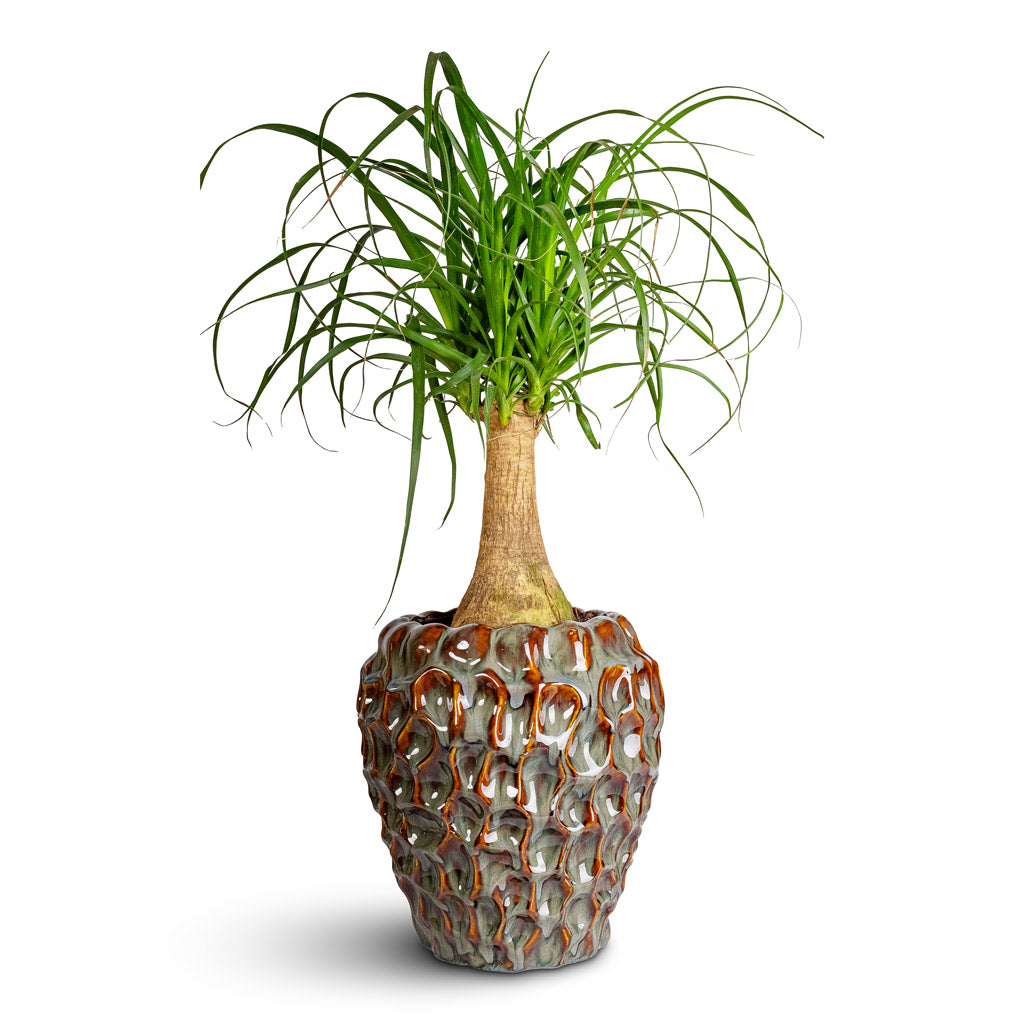 Beaucarnea Single Stem 17x45cm Rachel Pot Ocean 26x28cm