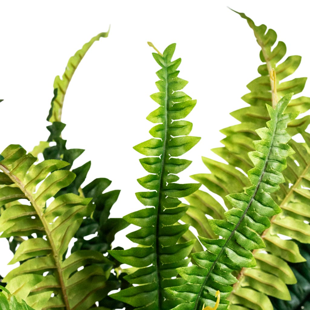 Boston Fern Artificial Close Up Of Leaves