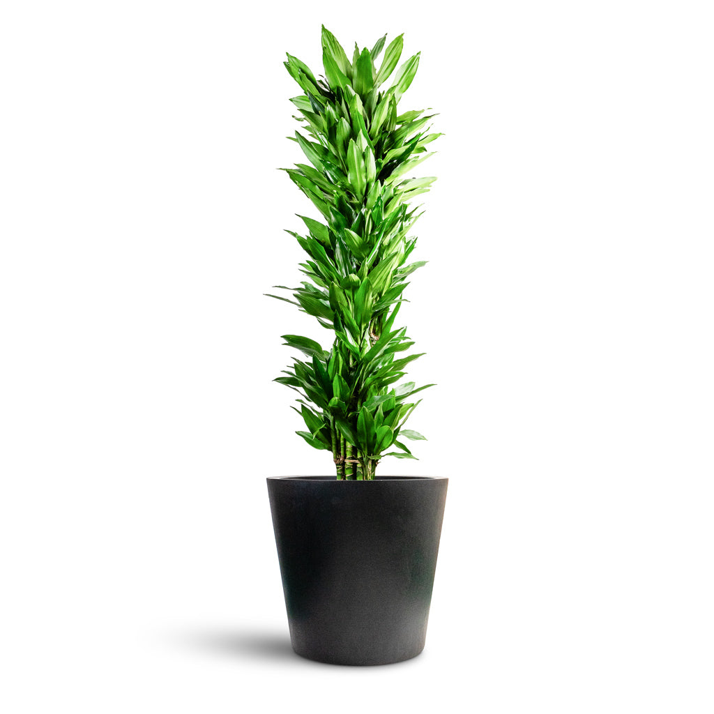 Bucket Natural Planter - Large Plant Display