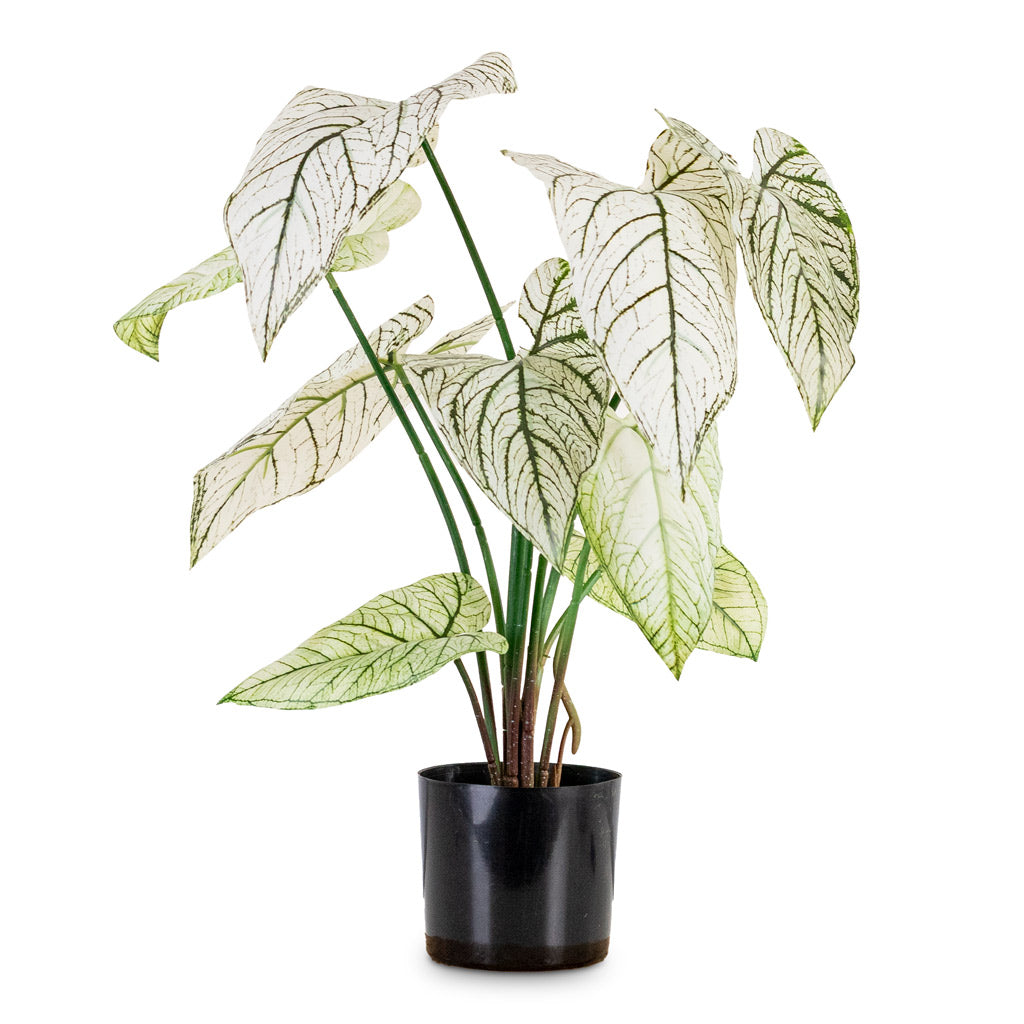 Caladium Green White Potted Artificial 60cm