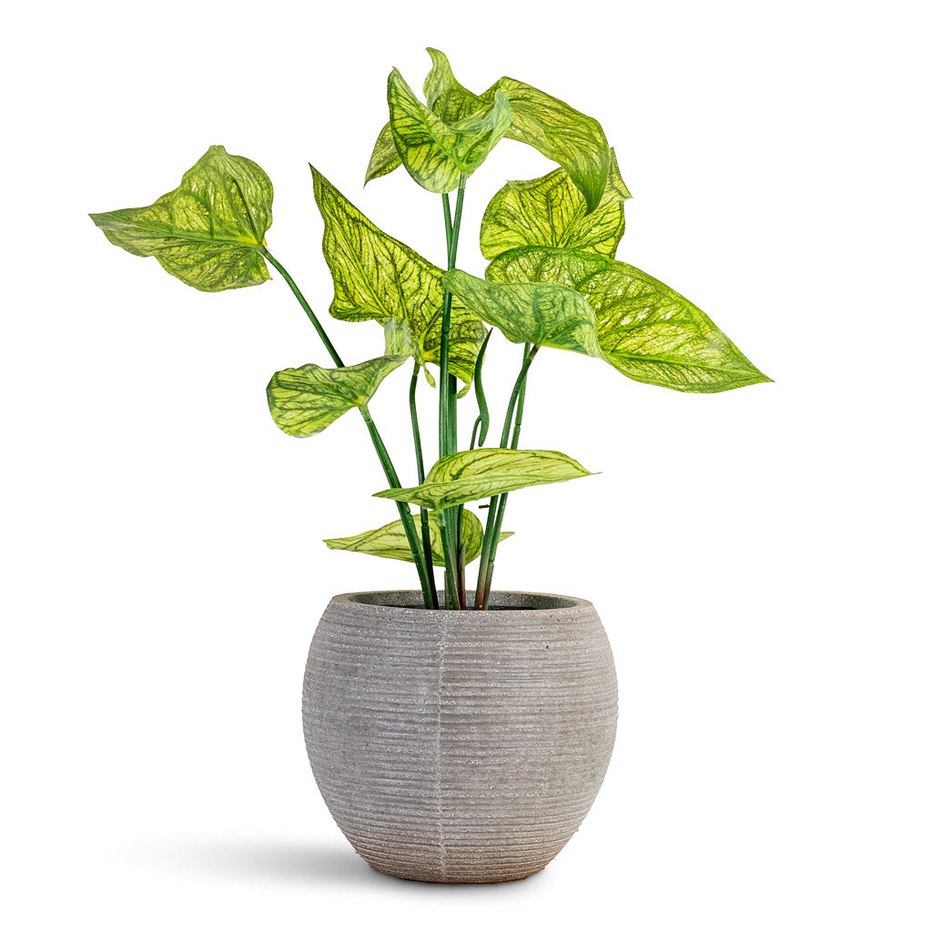 Caladium Green Yellow Potted Artificial 60cm House Plant In Abby Ridged Pot Cement 23x20cm