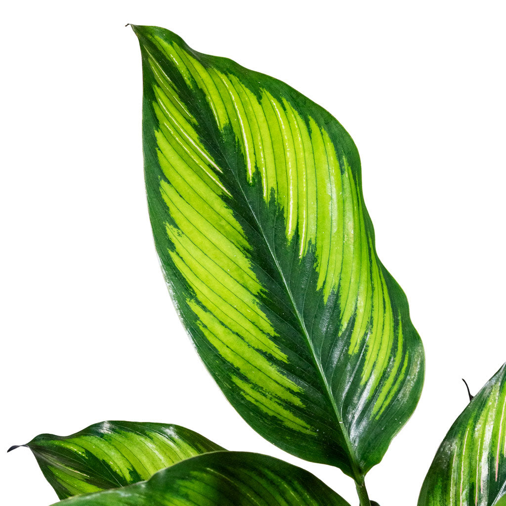Calathea Beauty Star Close up