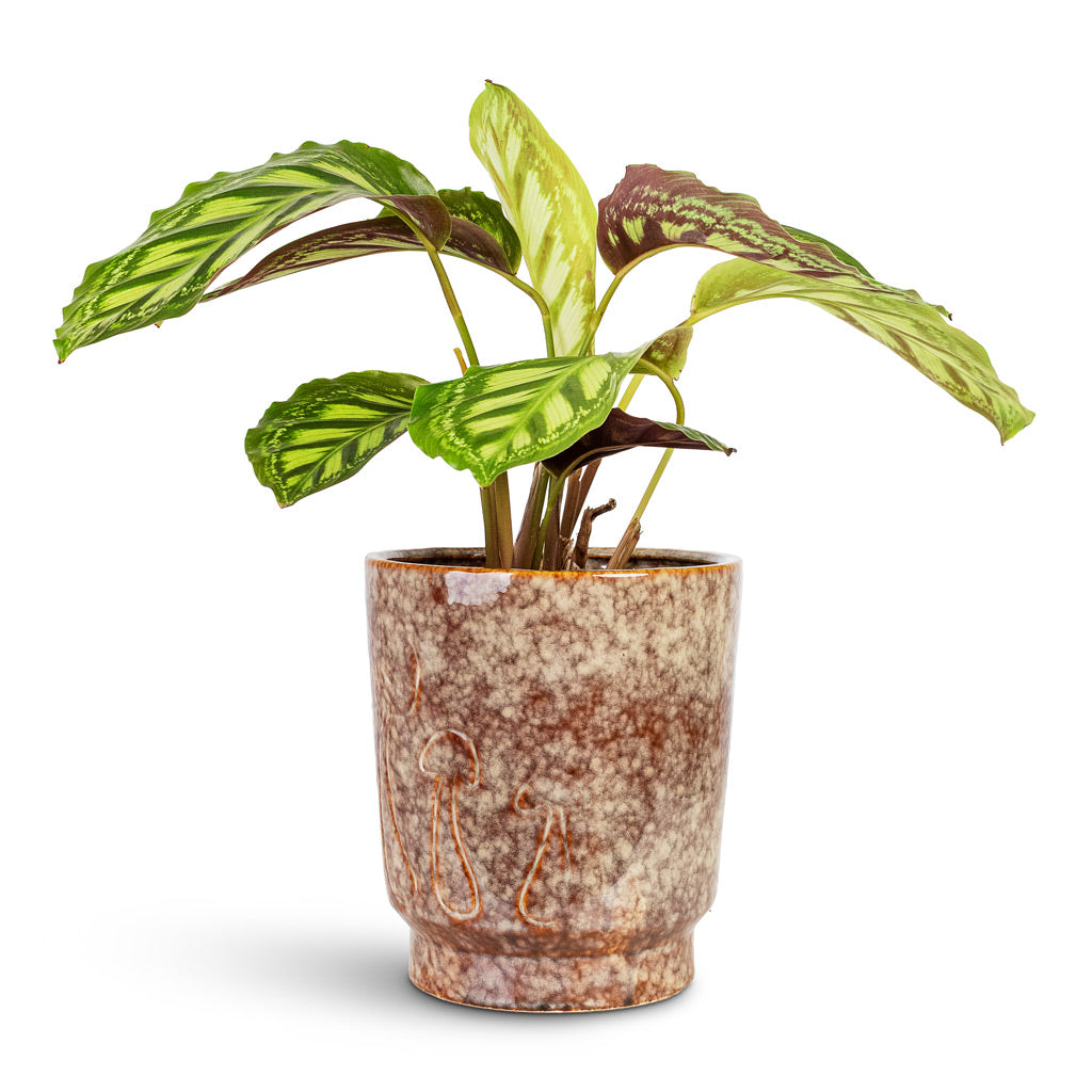 Calathea Flamestar 14x45cm House Plant In Porchini Glaze Pot Chestnut 18x20cm