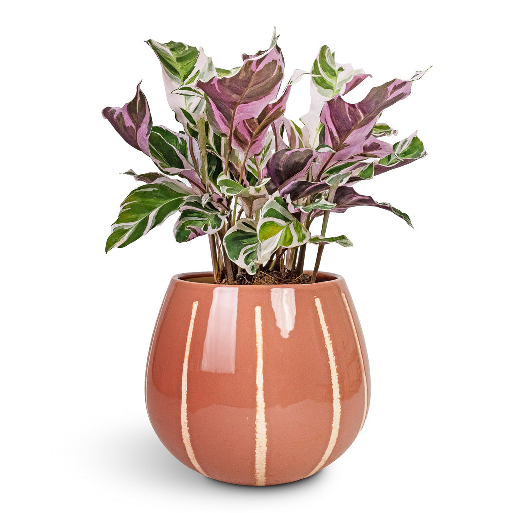 Calathea Fusion White & Nova Plant Pot - Rose