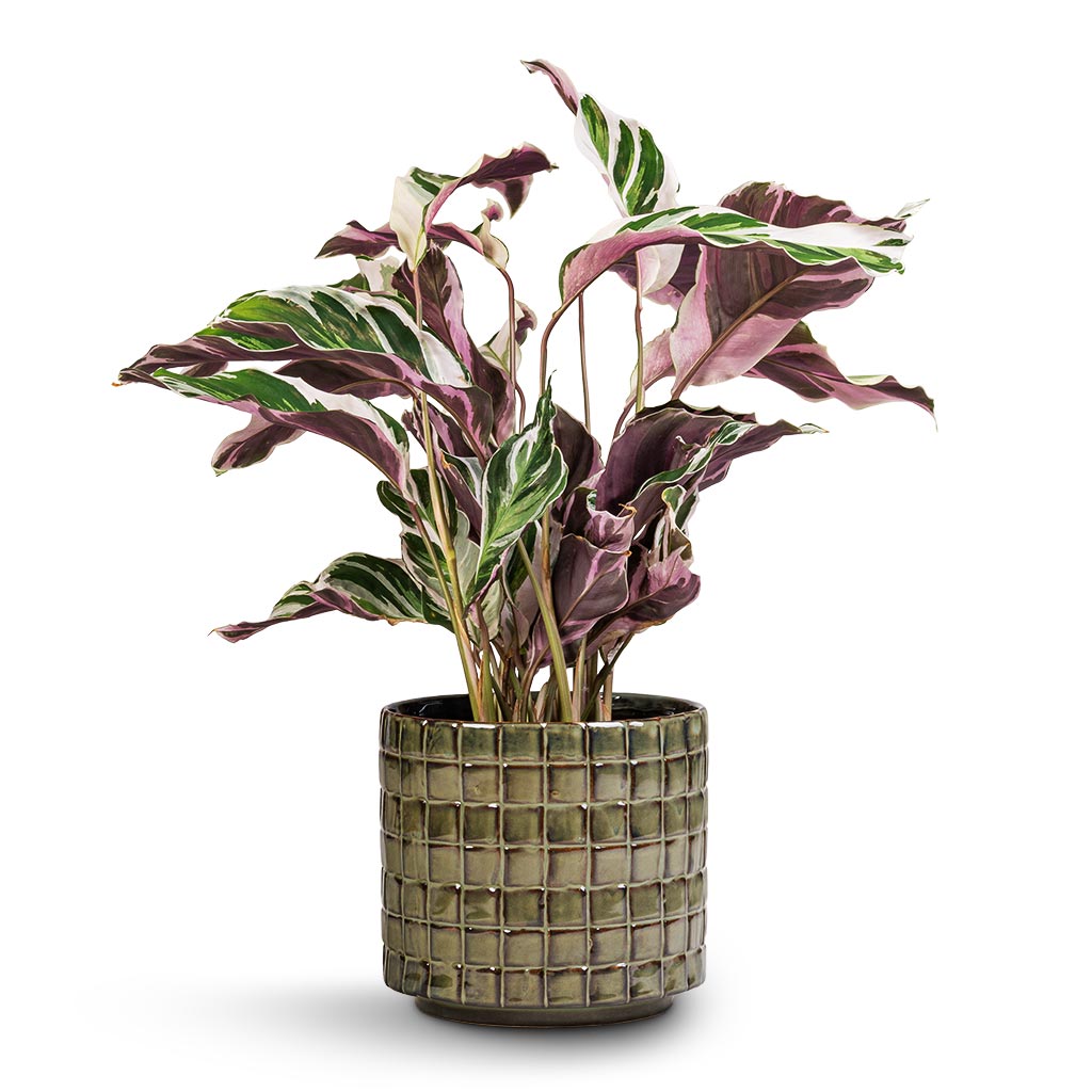 Calathea Fusion White & Stian Plant Pot - Moss Green