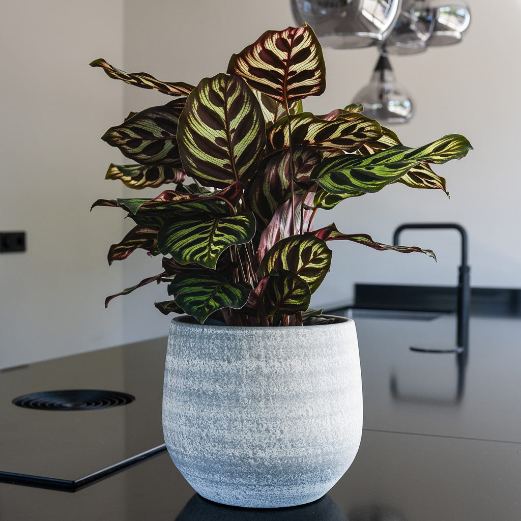 Calathea Roseopicta Cora In Esra Pot Concrete