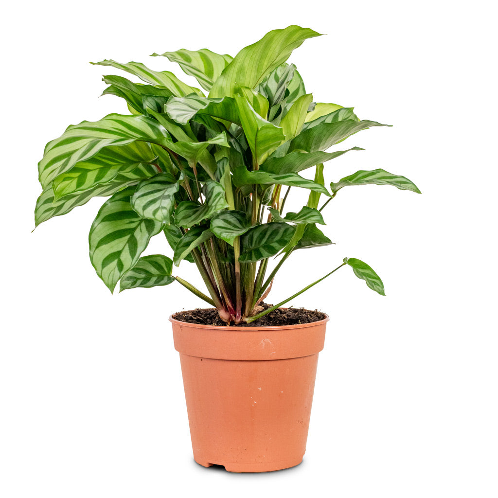 Calathea concinna Freddie 12x30cm house plant