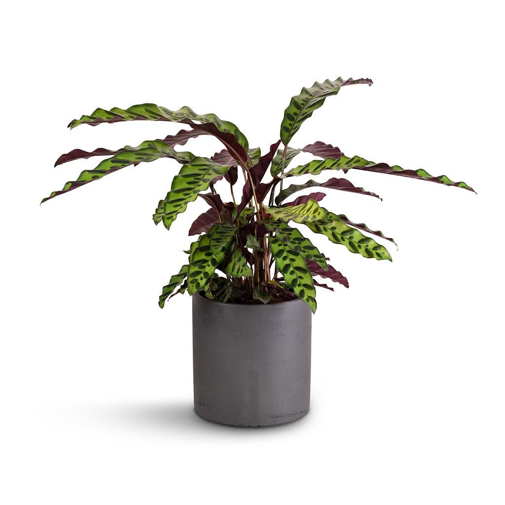 Calathea lancifolia - Rattlesnake Plant & Puk Plant Pot - Black Washed